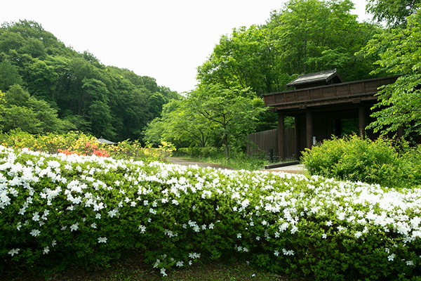 城栅周边的杜鹃花花香四溢