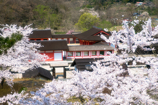 見返り坂から望む桜と政庁