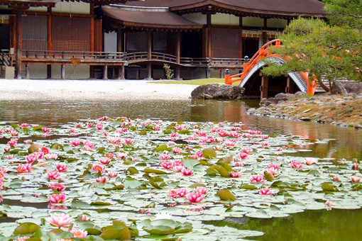 伽羅御所の池に浮かぶ睡蓮