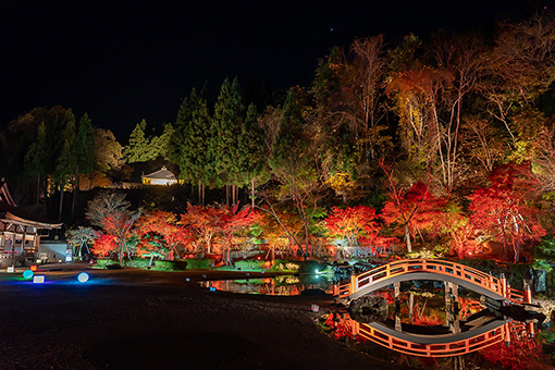 紅葉ライトアップ