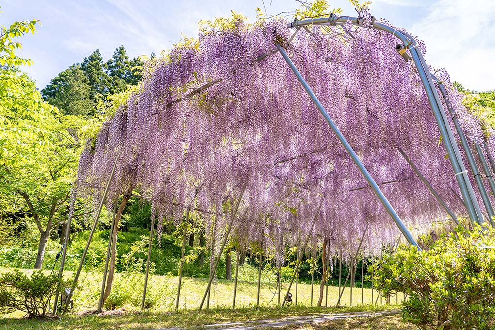 歴史公園えさし藤原の郷