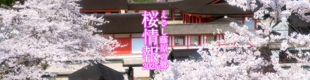 えさし藤原の郷桜情報2025