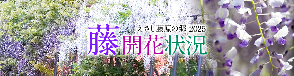 藤開花状況2025