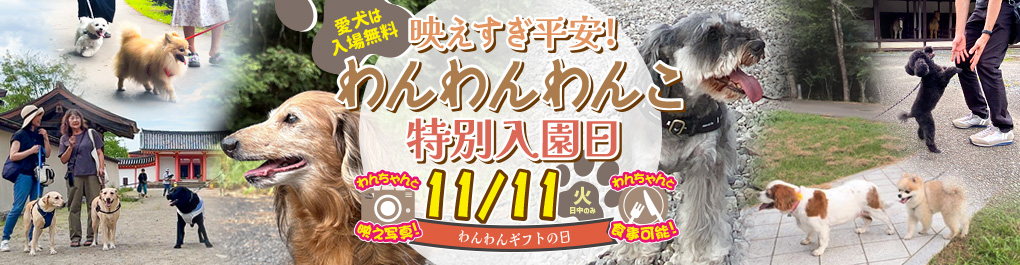 わんわんわんこ特別入園日
